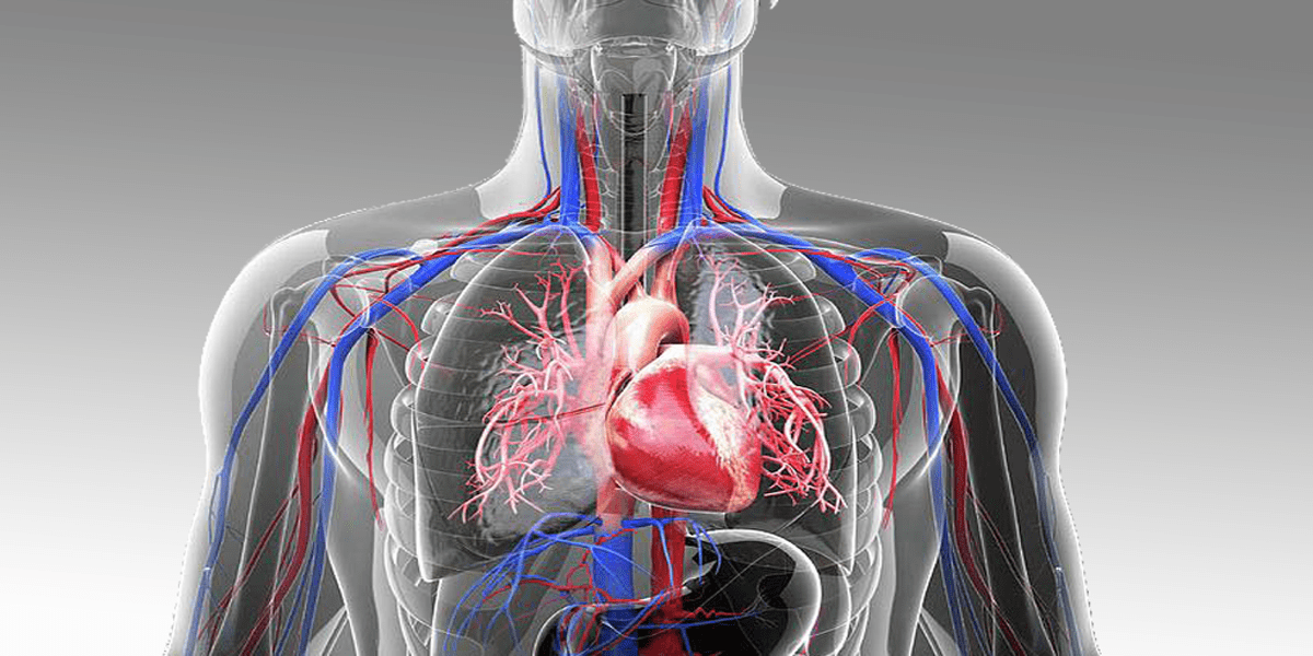Cardiovascular System – BioLogically